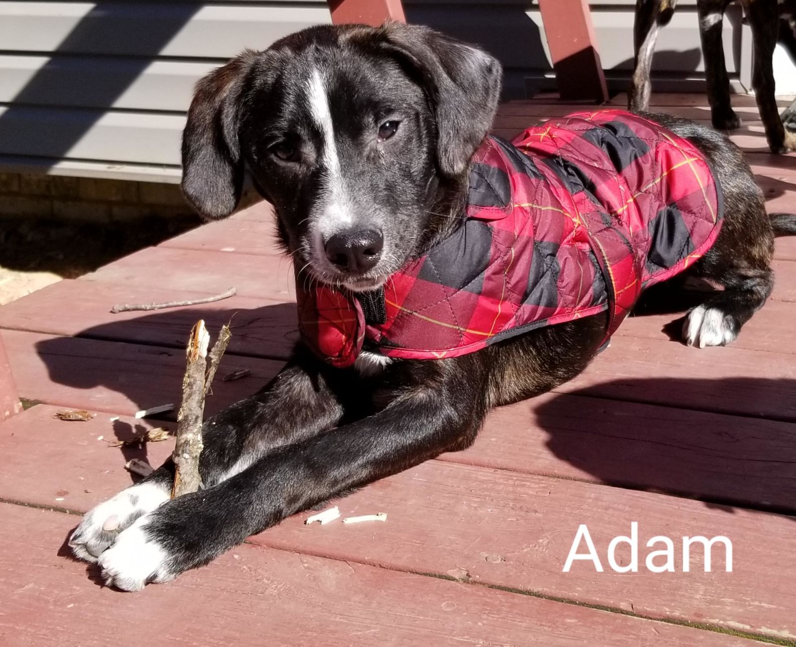Healing Hearts Animal Rescue Group - Adam.jpg